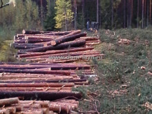 Рубка леса