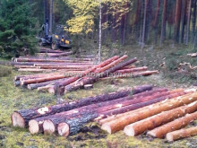 Валка деревьев