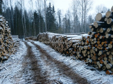 Отсортированная древесина